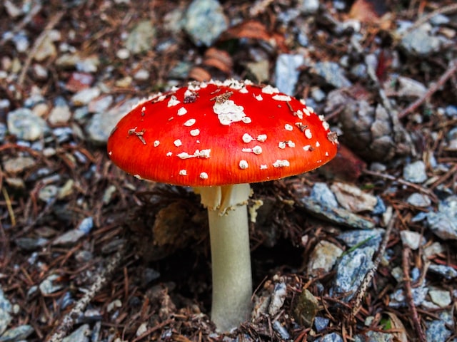 A red mushroom with white dots grows from woody ground